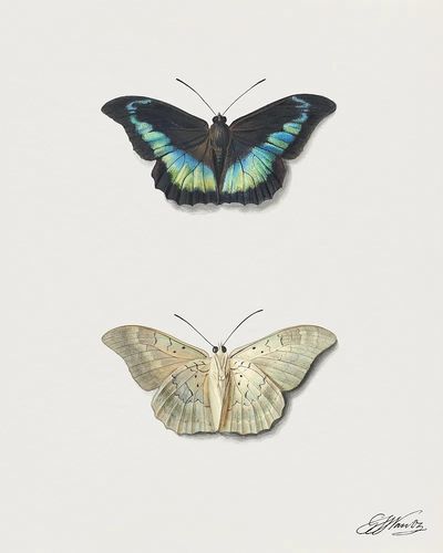 Butterfly Illustration Poster. poster
