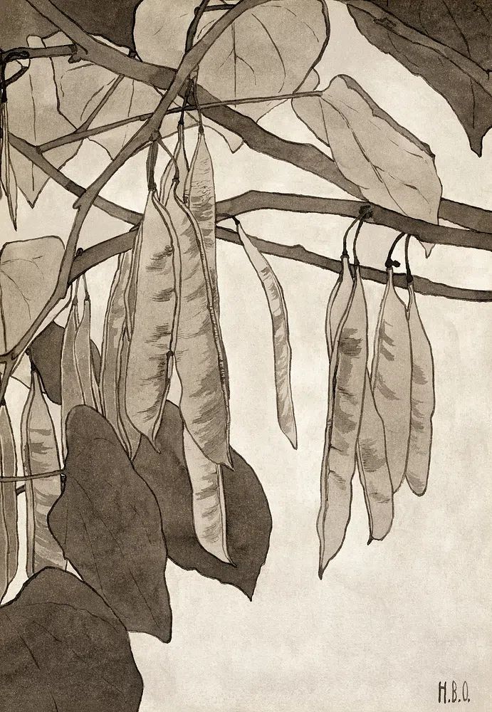 Botanical Illustration of Pea Pods — Fine Art Print. poster — botanical art