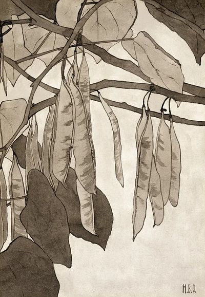 Botanical Illustration of Pea Pods — Fine Art Print. poster print