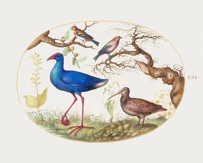 Colorful Birds in Nature — Vintage Print. poster print