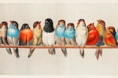 Colorful Birds on a Branch — Vintage Print. poster