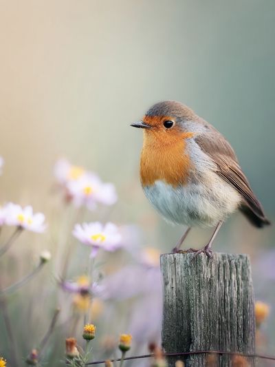 Robin Bird in Bloom — Photography Print. poster