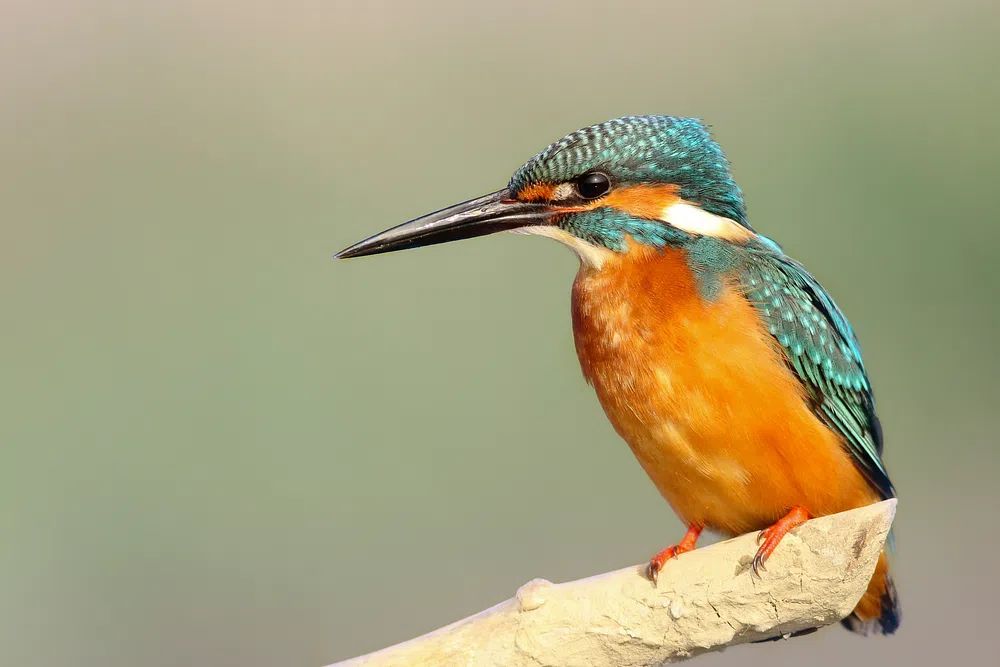 Kingfisher Bird Photography Poster. poster detail