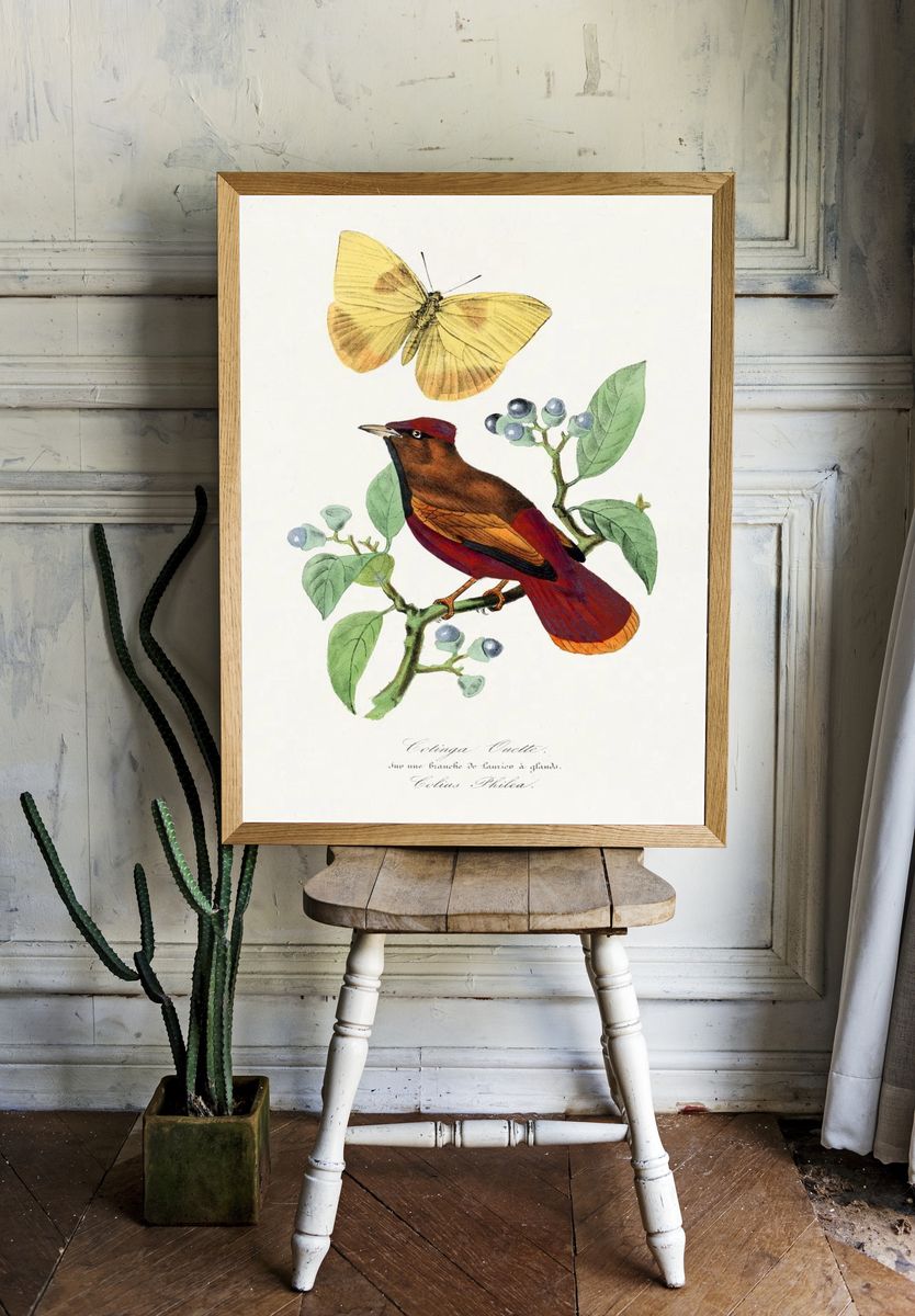 Colibri Bird and Butterfly — Botanical Print. — room view 1