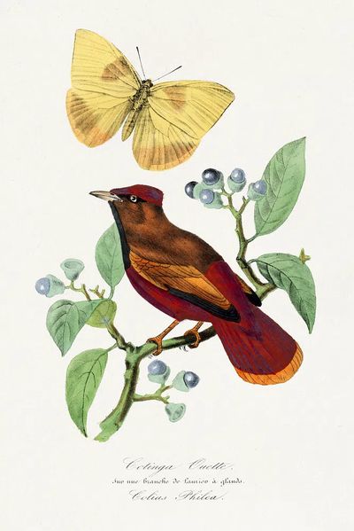Colibri Bird and Butterfly — Botanical Print. poster