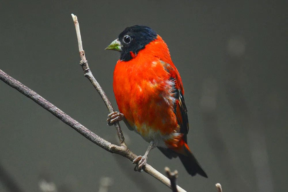 Vibrant Bird on Branch — Nature Print. poster — nature art