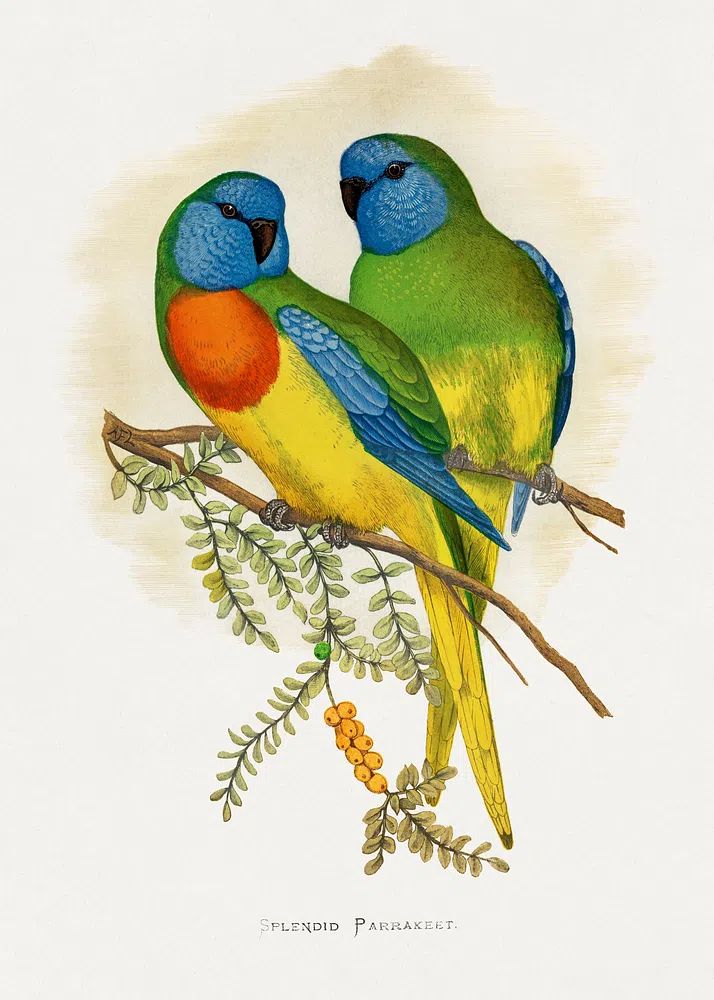 Splendid Parrakeet Illustration Poster. poster detail