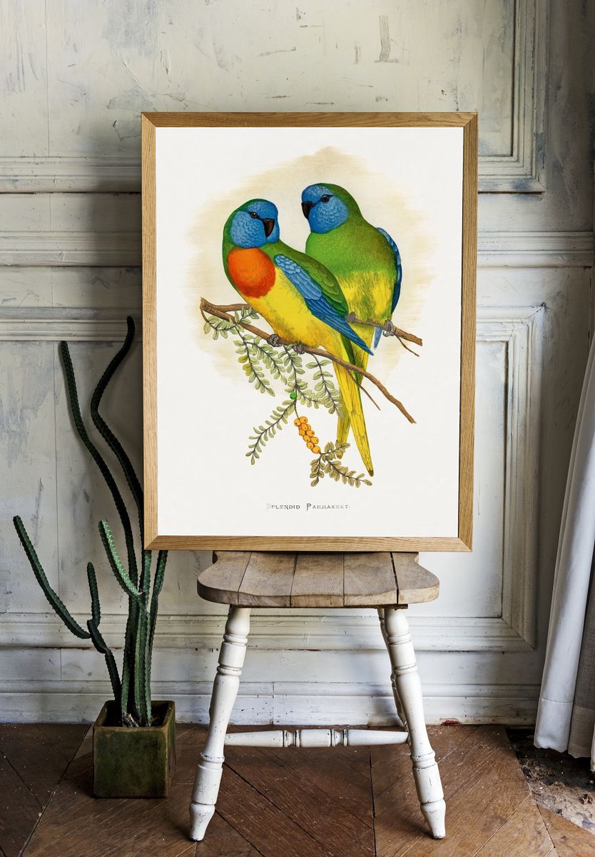 Splendid Parrakeet Illustration Poster. room preview