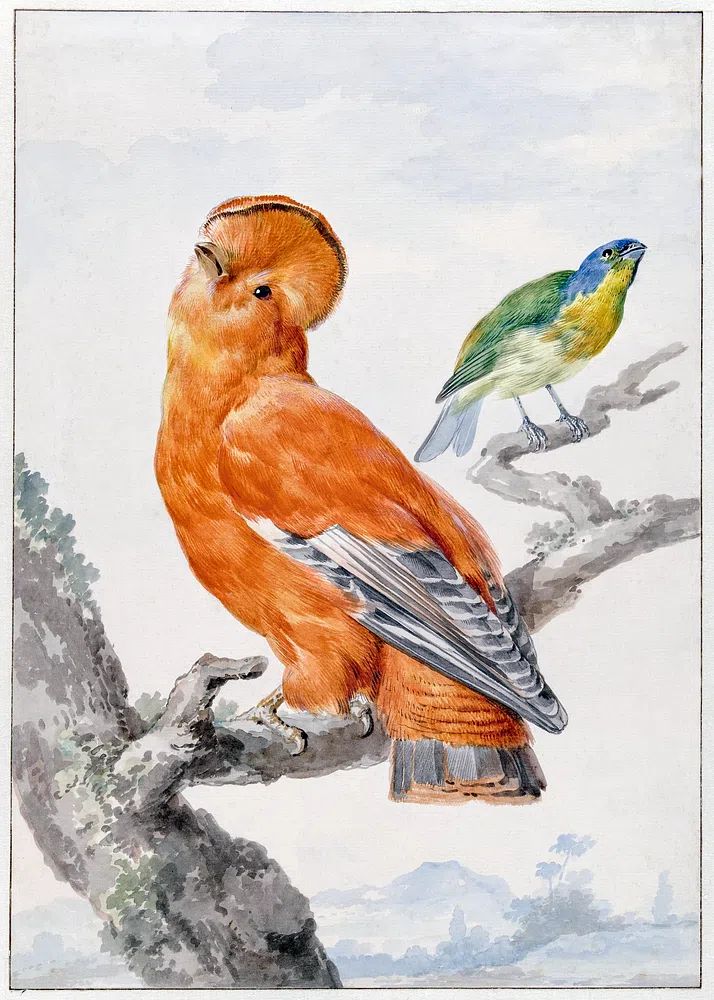 Colorful Birds — Vintage Print. poster detail
