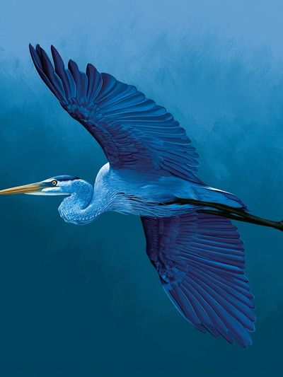 Blue Heron Flight Poster. poster
