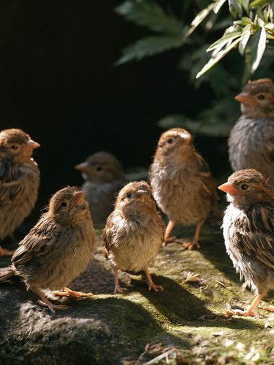 Baby Birds in Sunlight Poster. poster