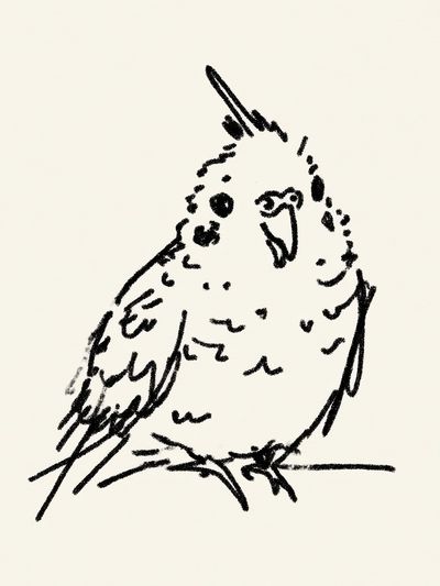 Charming Bird Sketch Poster. poster