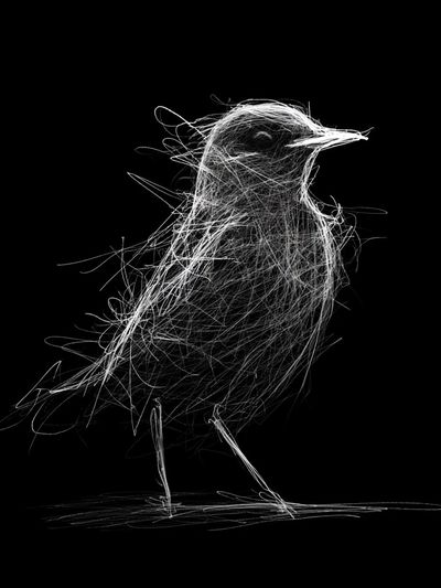 Abstract Bird Line Art Poster. poster