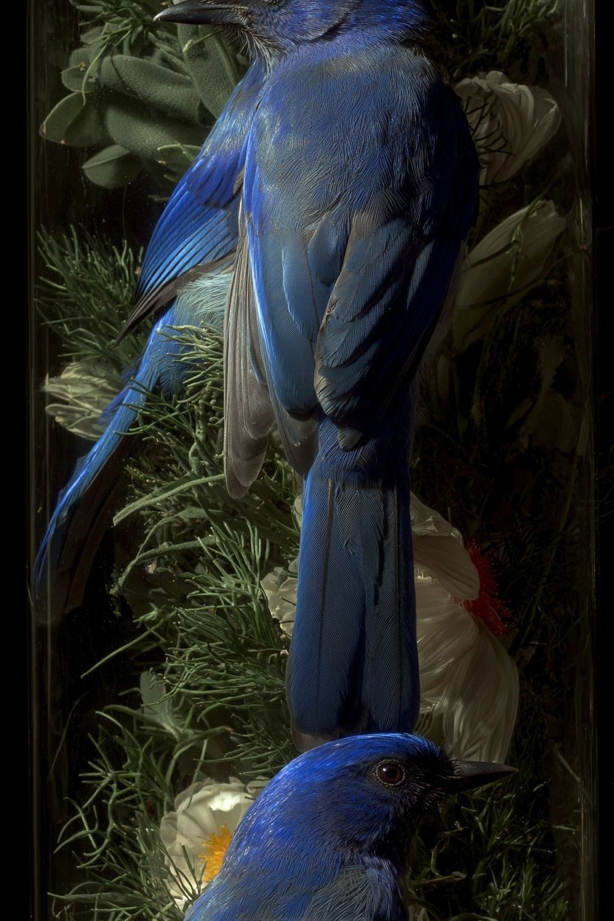 Blue Birds — Nature Print. poster — nature art