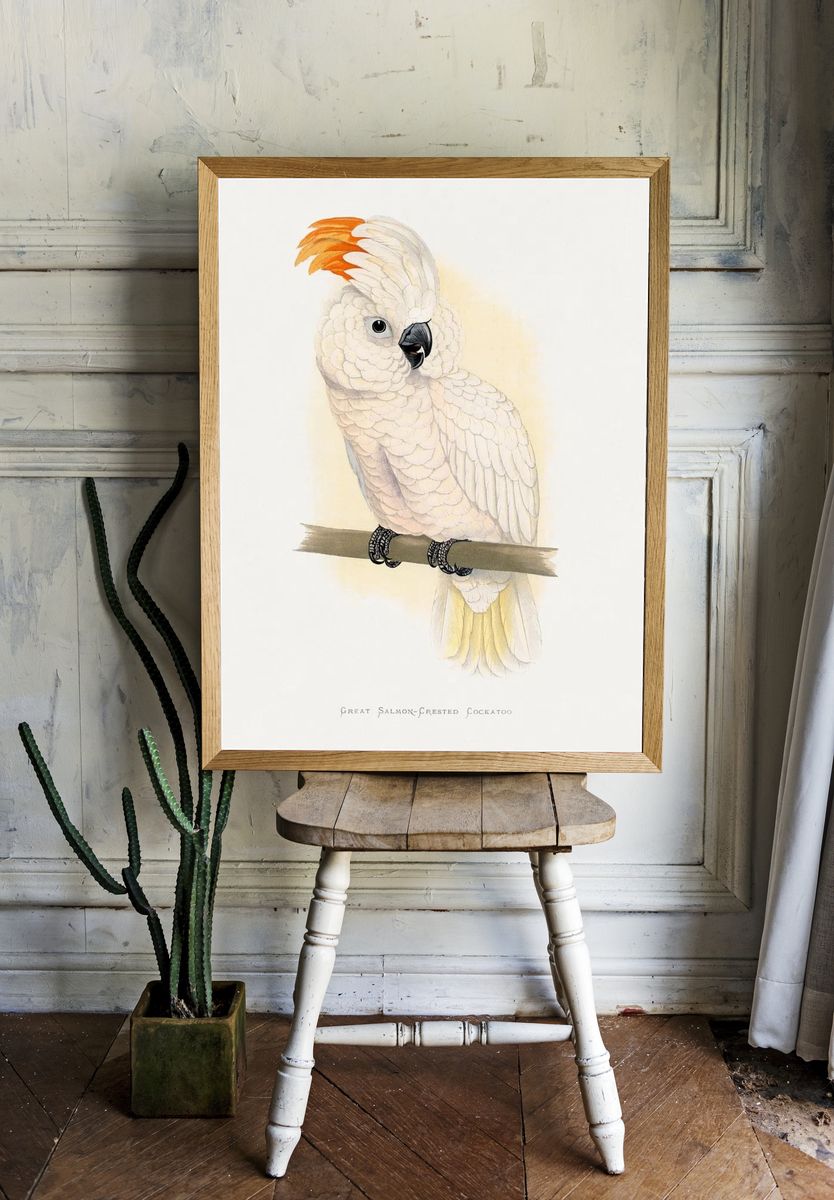 Great Salmon-Crested Cockatoo — Illustration Print. room preview