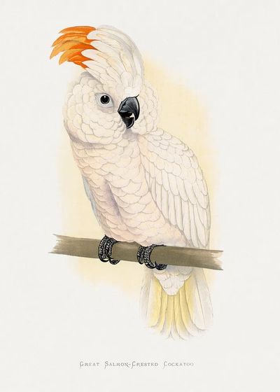 Great Salmon-Crested Cockatoo — Illustration Print. poster