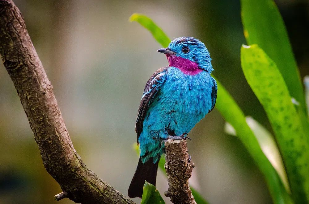 Colorful Bird on Branch Poster. poster detail