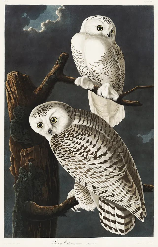 Snowy Owl Birds America (1827). poster — animals art