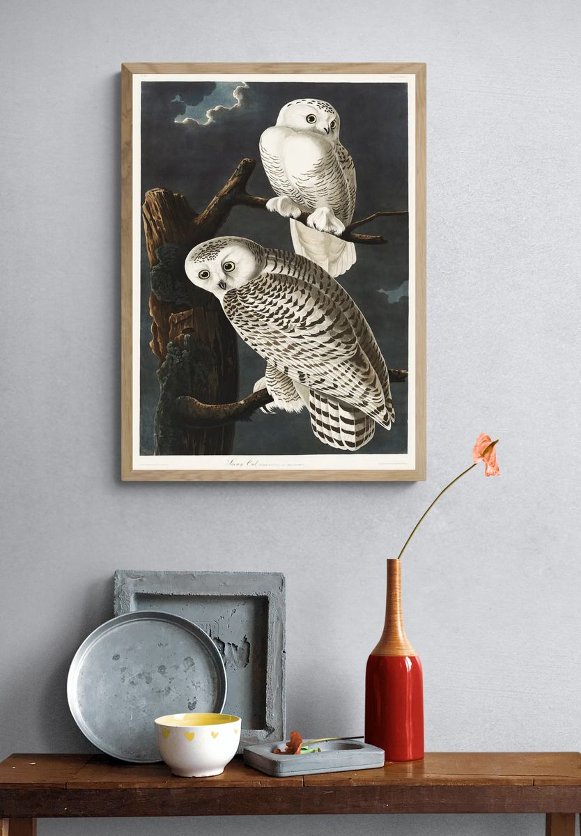 Snowy Owl Birds America (1827). — room view 3