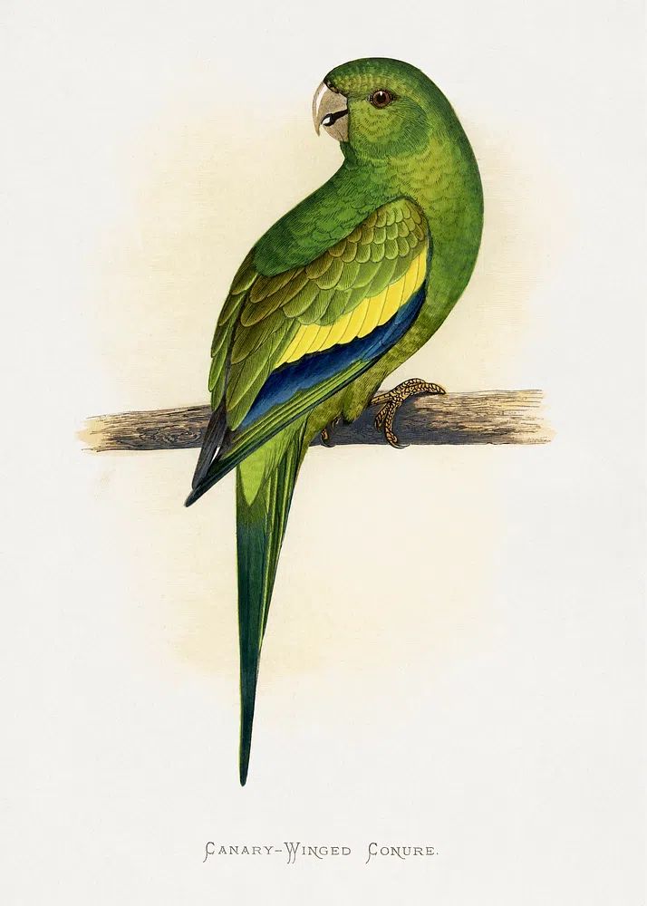 Canary-Winged Conure ( Brotogeris versicolurus). poster — animals art