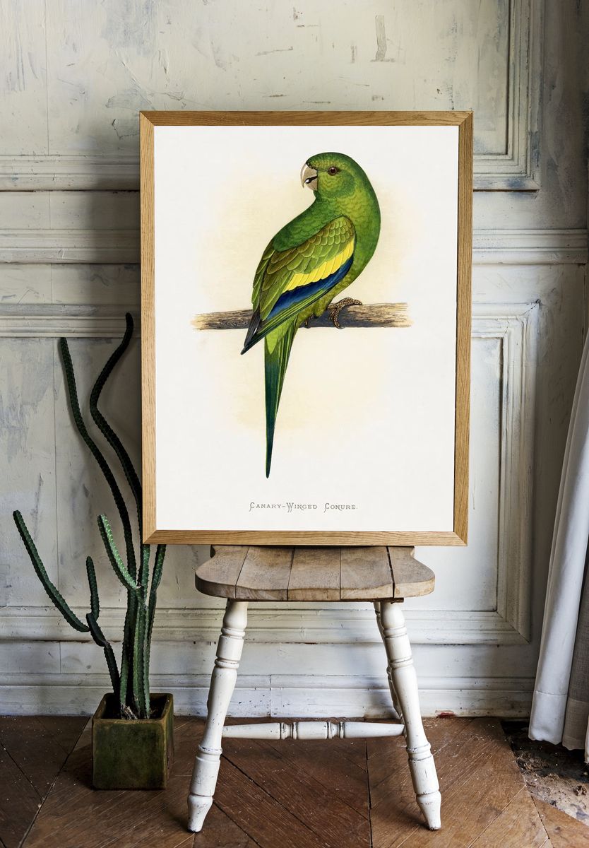 Canary-Winged Conure ( Brotogeris versicolurus). — room view 1