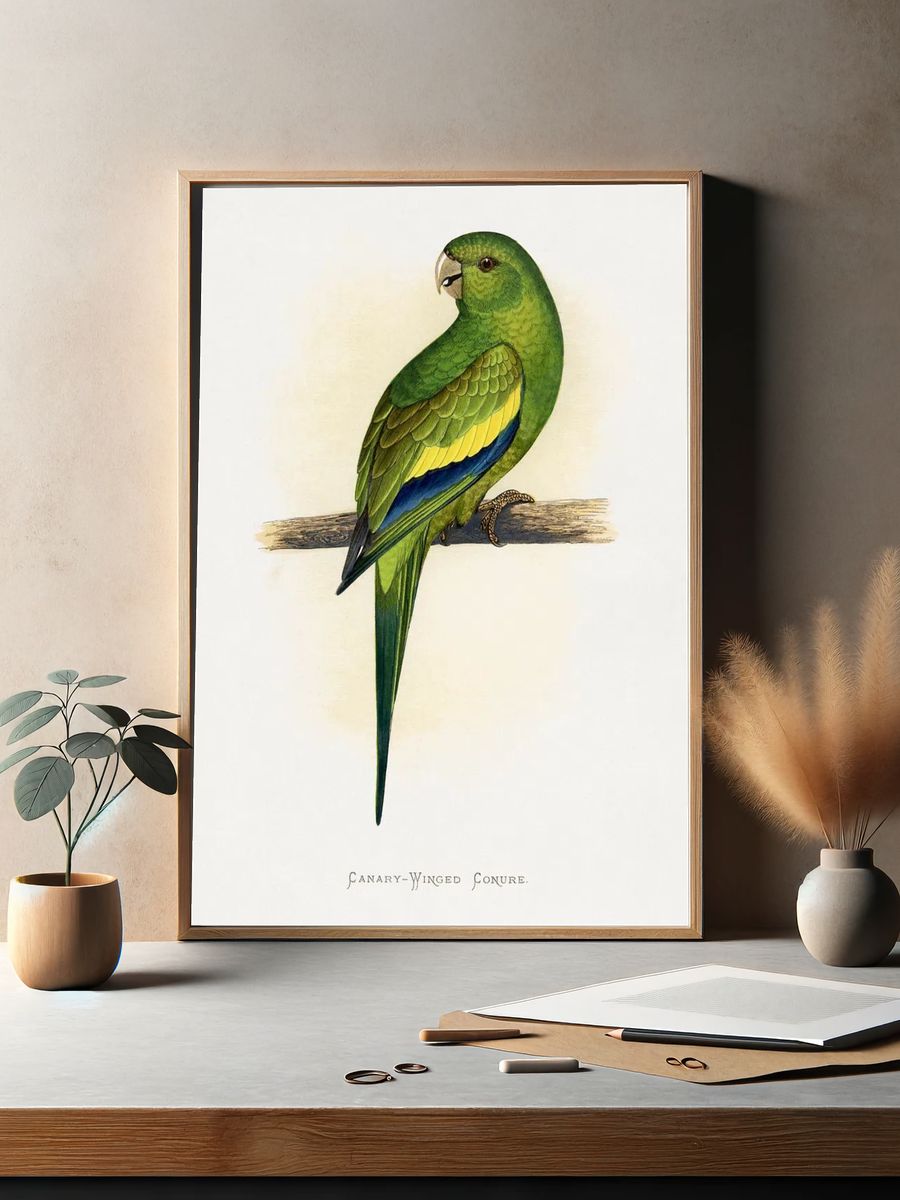 Canary-Winged Conure ( Brotogeris versicolurus). — room view 2