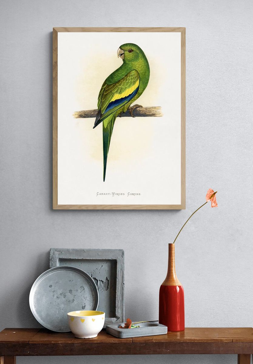 Canary-Winged Conure ( Brotogeris versicolurus). — room view 3