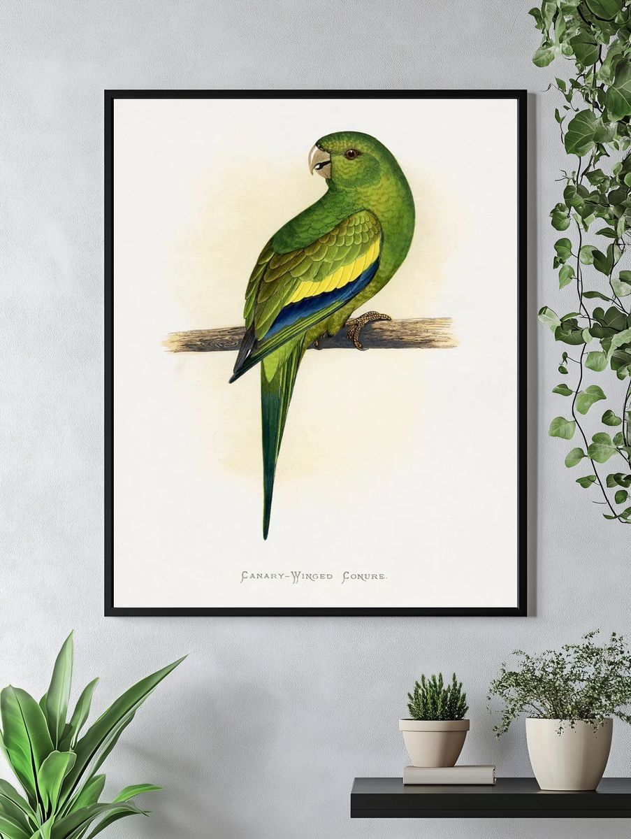 Canary-Winged Conure ( Brotogeris versicolurus). — room view 4