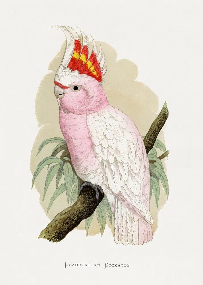 Leadbeater's Cockatoo by Lydon — Vintage Illustration Print. poster — animals art