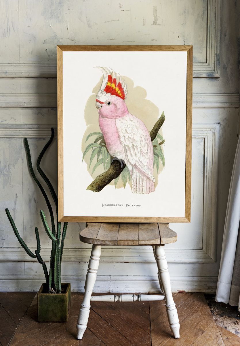 Leadbeater's Cockatoo by Lydon — Vintage Illustration Print room preview