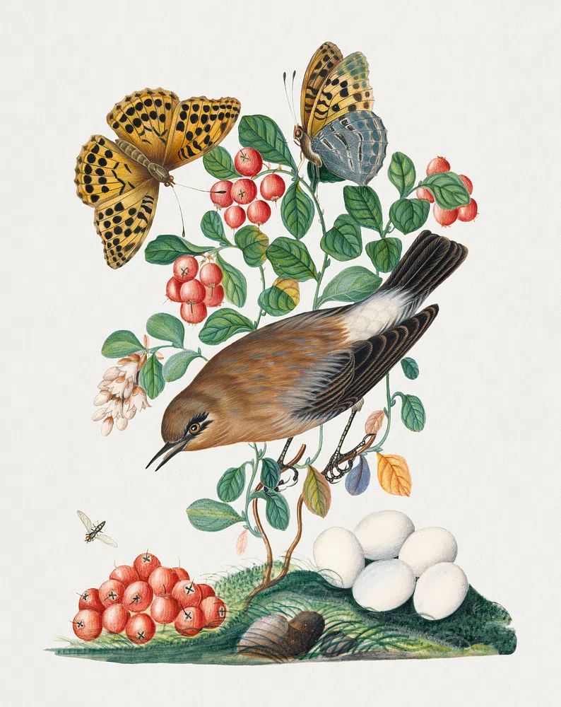 Northern Wheatear and Silver-washed Fritillary — Art Print. poster detail