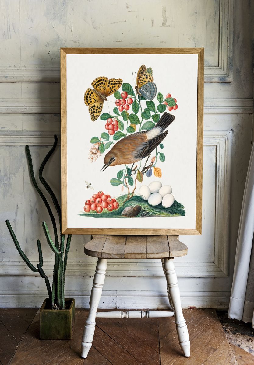 Northern Wheatear and Silver-washed Fritillary — Art Print room preview