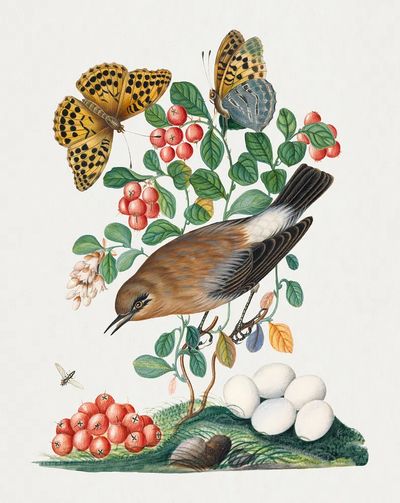 Northern Wheatear and Silver-washed Fritillary — Art Print. poster