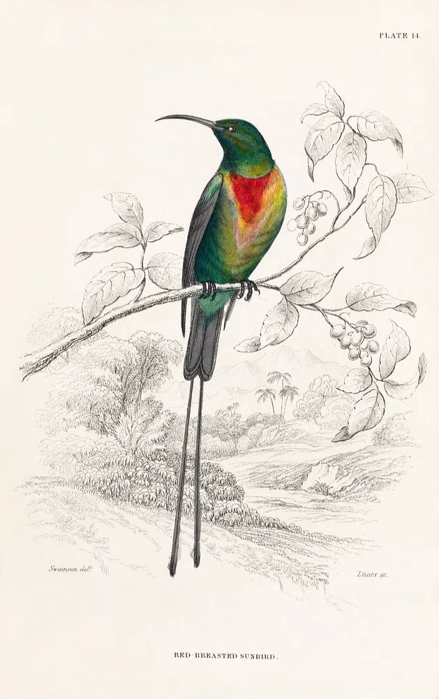Red-breasted Sunbird — Birds Plate 14 Print. poster detail