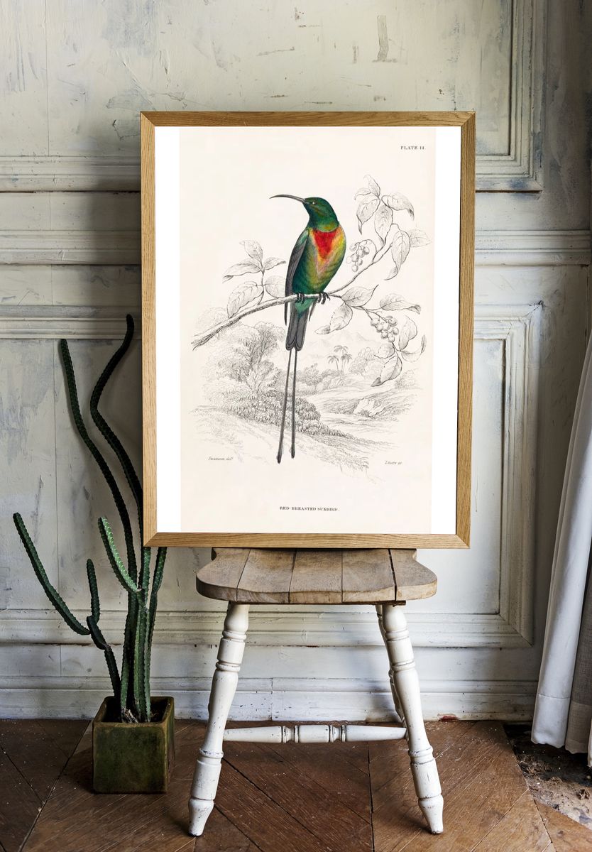 Red-breasted Sunbird — Birds Plate 14 Print room preview