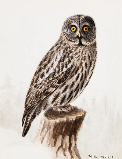 Great grey owl, 1830 - 1870, Wilhelm von Wright — Art Print. poster
