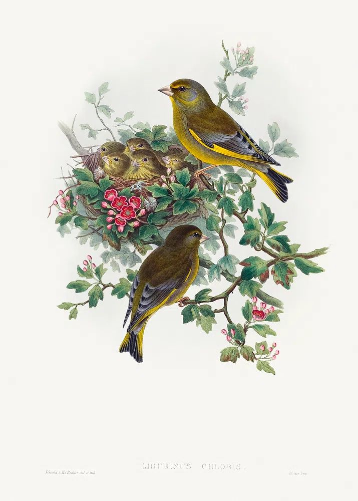 Ligurinus chloris; Greenfinch (1804–1902) print. poster detail