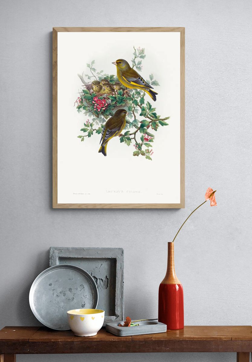 Ligurinus chloris; Greenfinch (1804–1902) print. — room view 3
