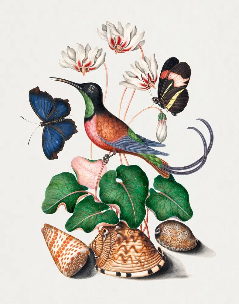 Crimson topaz hummingbird, Cyclamen, Red. poster detail