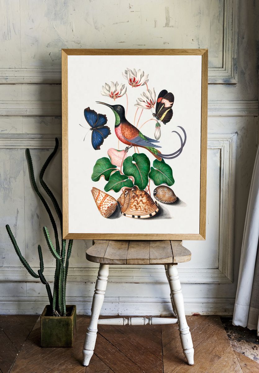 Crimson topaz hummingbird, Cyclamen, Red. — room view 1