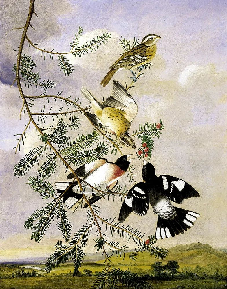 Rose-Breasted Grosbeak by Joseph Bartholomew Kidd — Art Print. poster detail