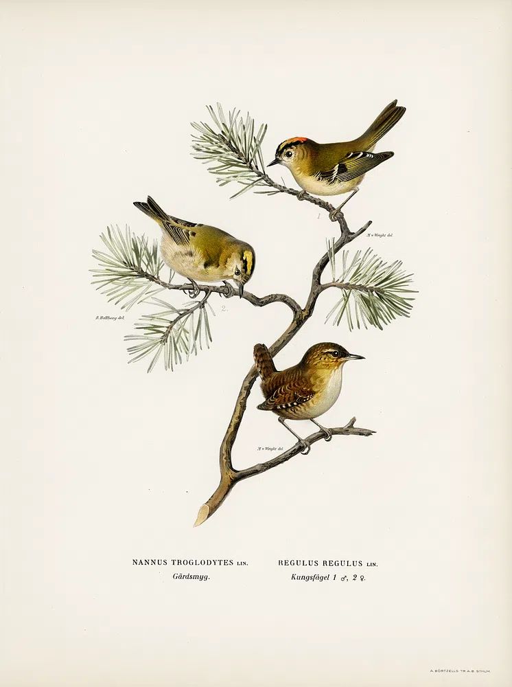 Eurasian wren (Nannus troglodytes). poster detail