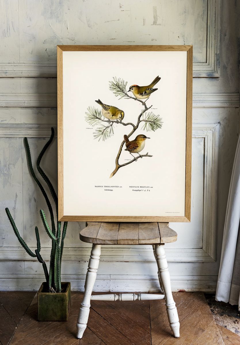 Eurasian wren (Nannus troglodytes). — room view 1