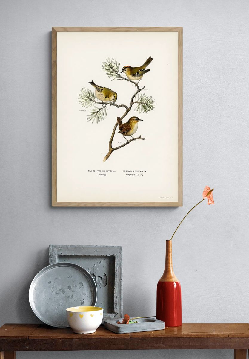 Eurasian wren (Nannus troglodytes). — room view 3