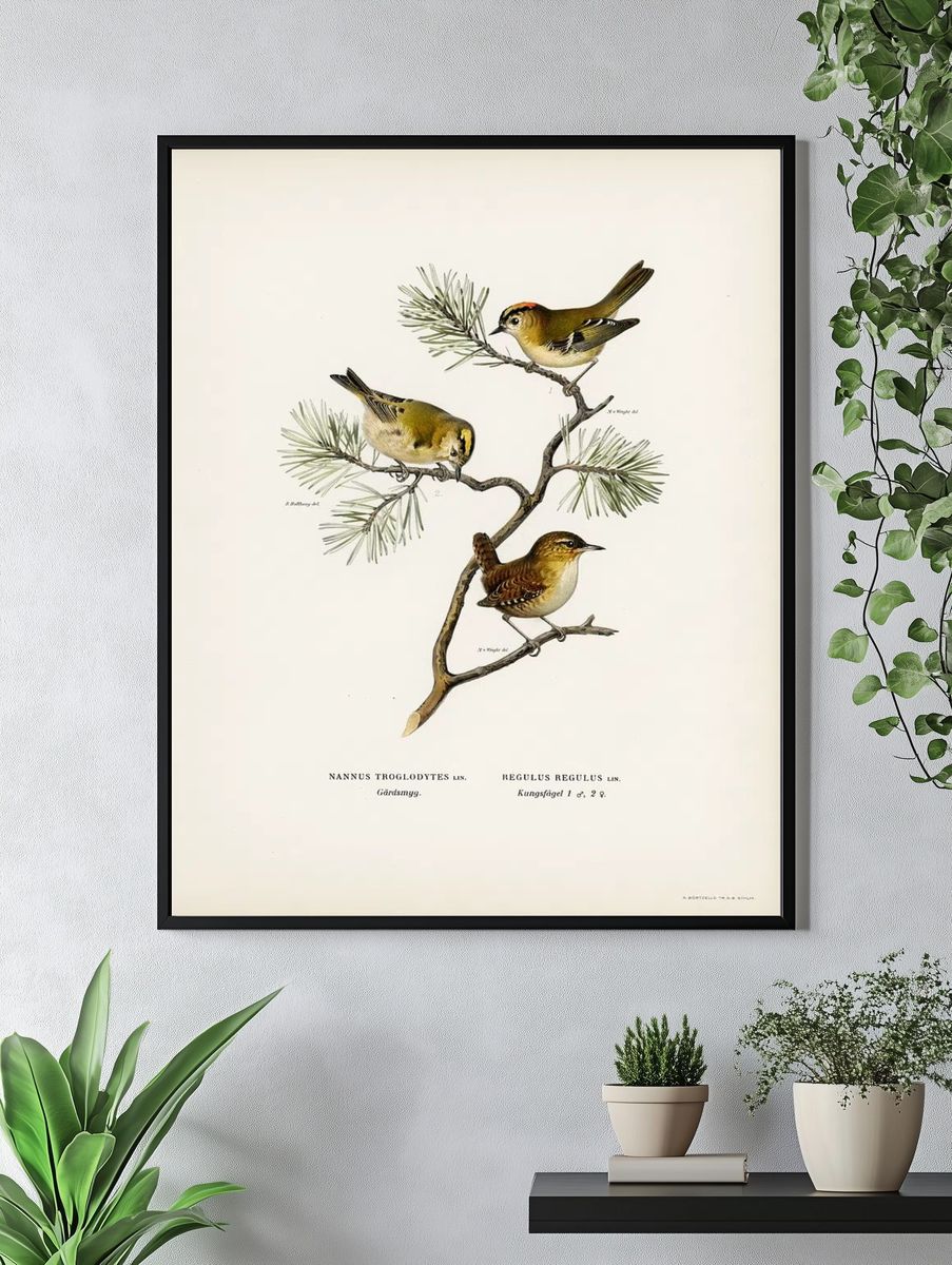 Eurasian wren (Nannus troglodytes). — room view 4