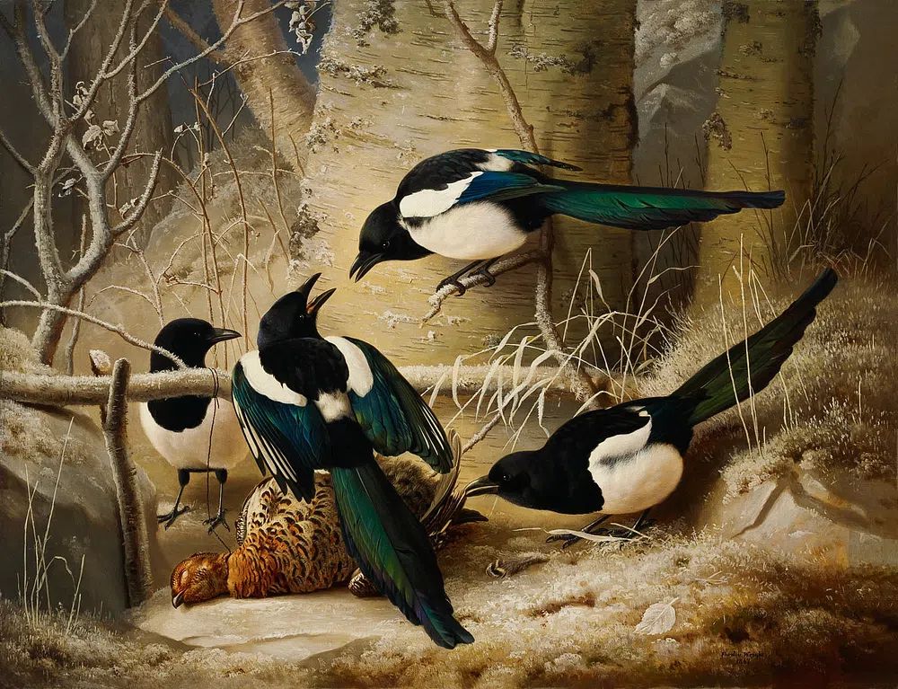 Magpies round dead female capercaillie. poster — animals art
