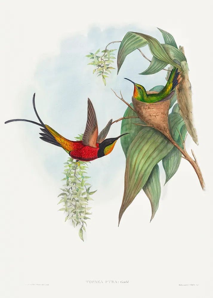 Topaza pyra; Fairy Topaz (1804–1902). poster — animals art