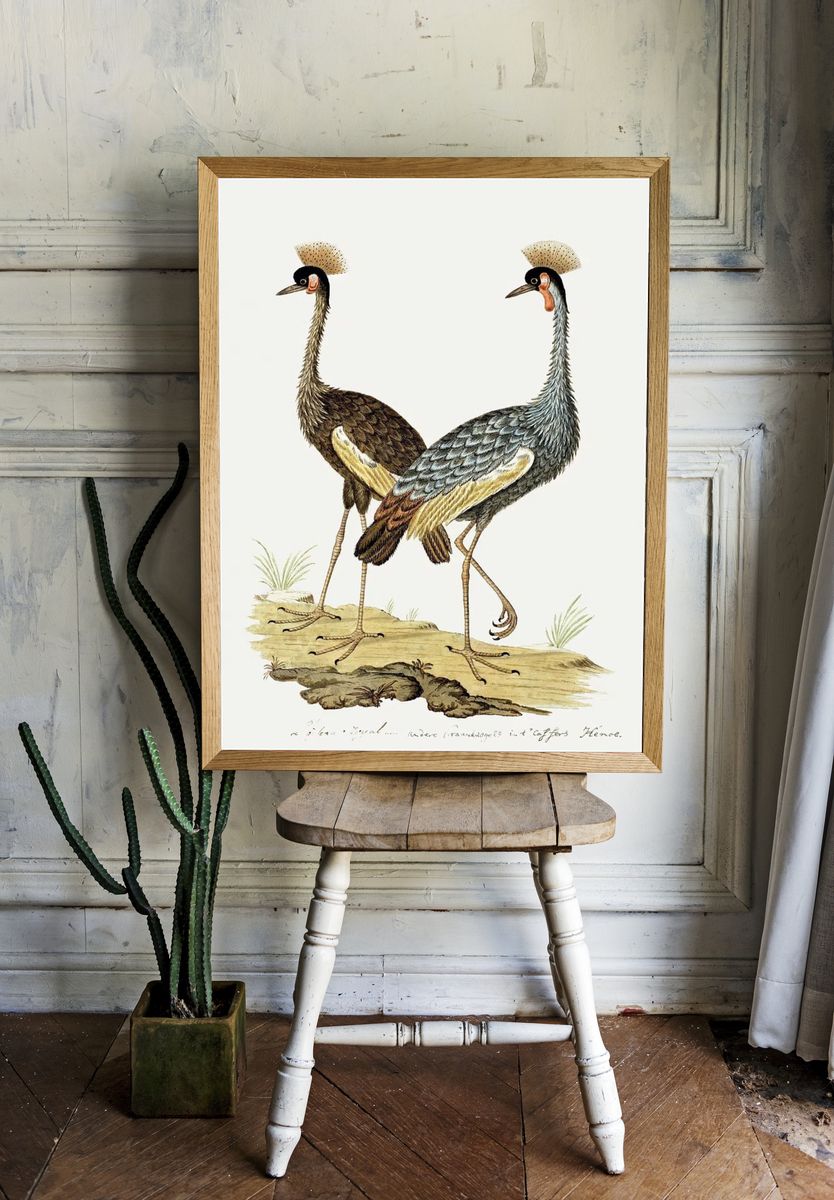 Balearica regulorum: grey crowned crane. — room view 1