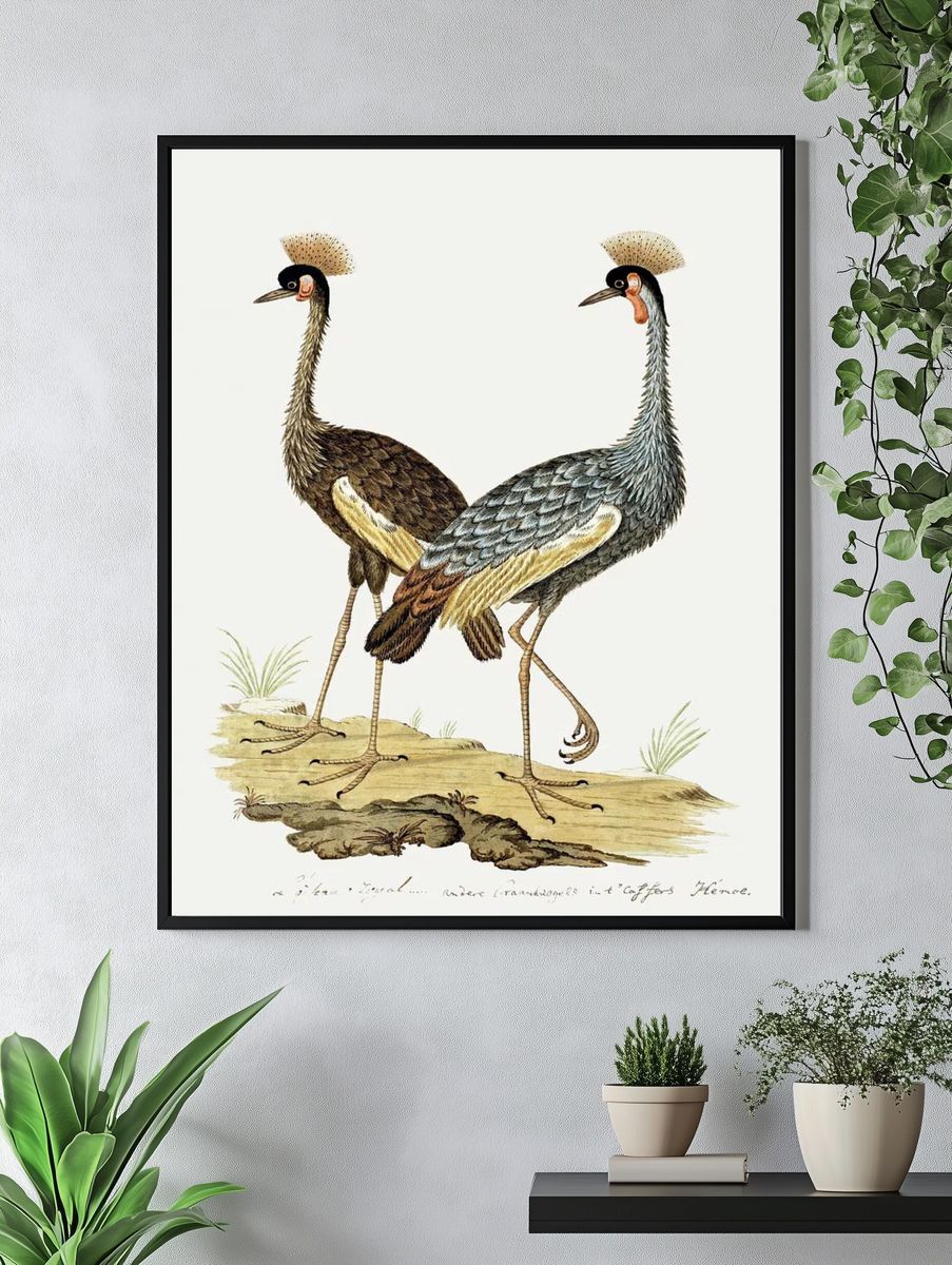 Balearica regulorum: grey crowned crane. — room view 4