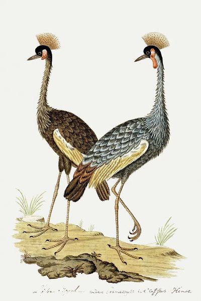 Balearica regulorum: grey crowned crane. poster